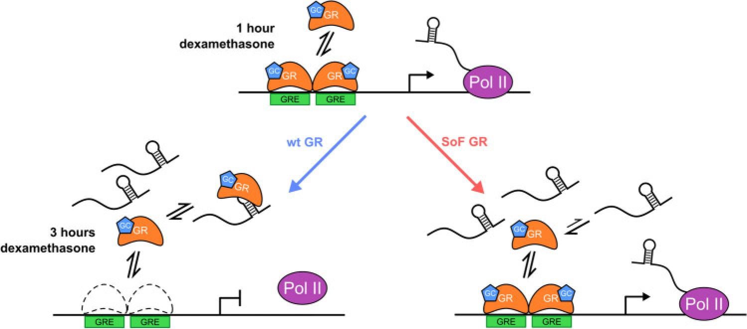 RNA binding.. graphical abstract