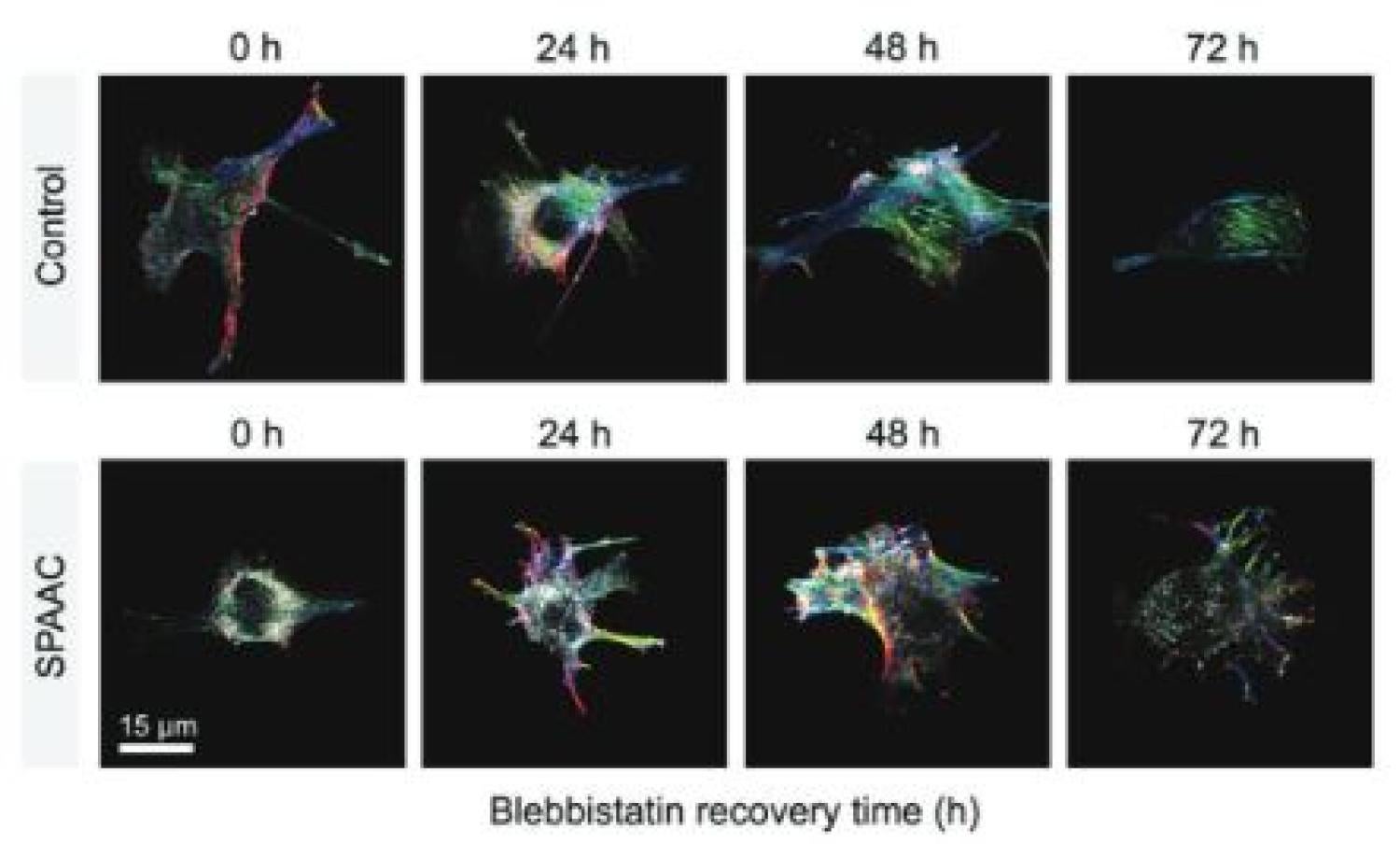 intracellular crowding