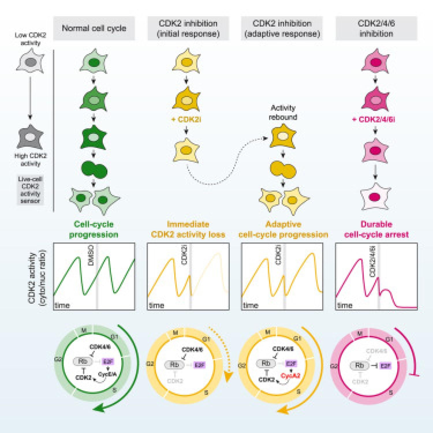Cell paper graphical abstract