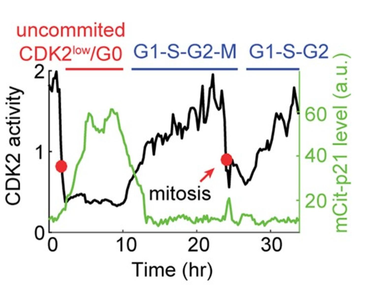 Slow-cycling, cancer, drug resistance, p53, integrated stress response