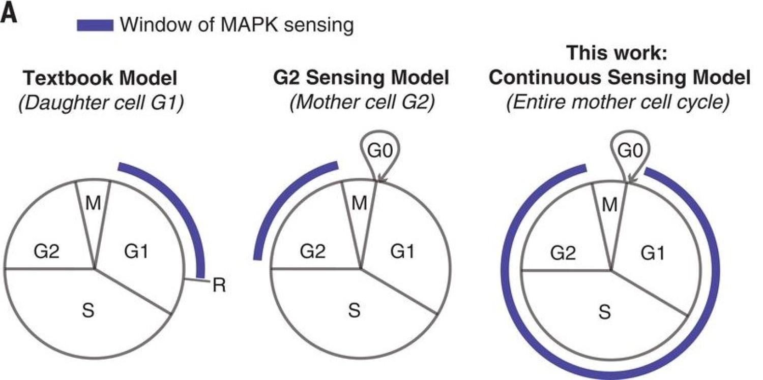 cell proliferation, proliferation-quiescence decision, live-cell imaging, G1, cell-cycle, G2, Cyclin D