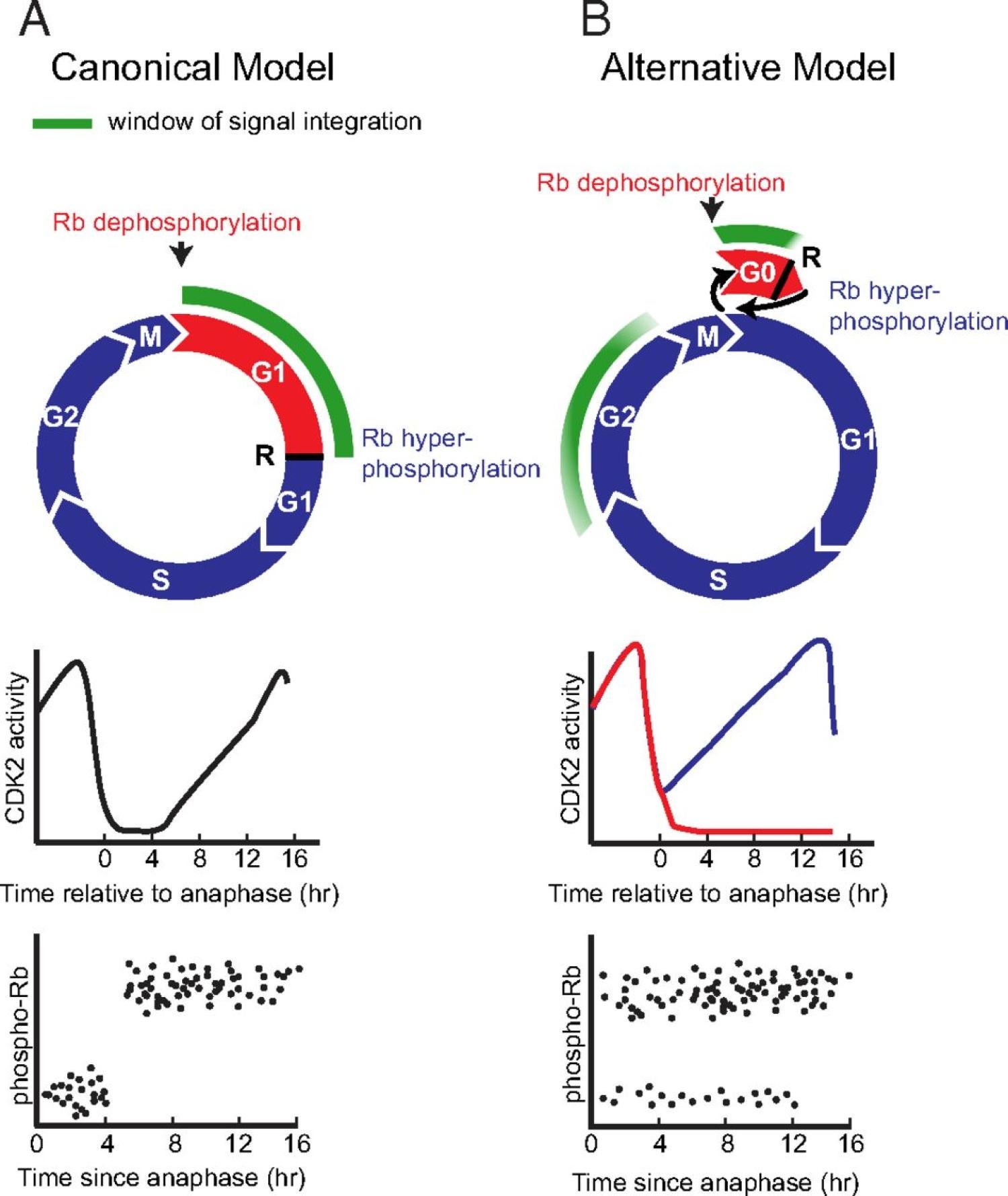 Restriction point, cell cycle, retinoblastoma protein, mitosis, cyclin-dependent kinase, CDK2, p21G2, DNA replication stress