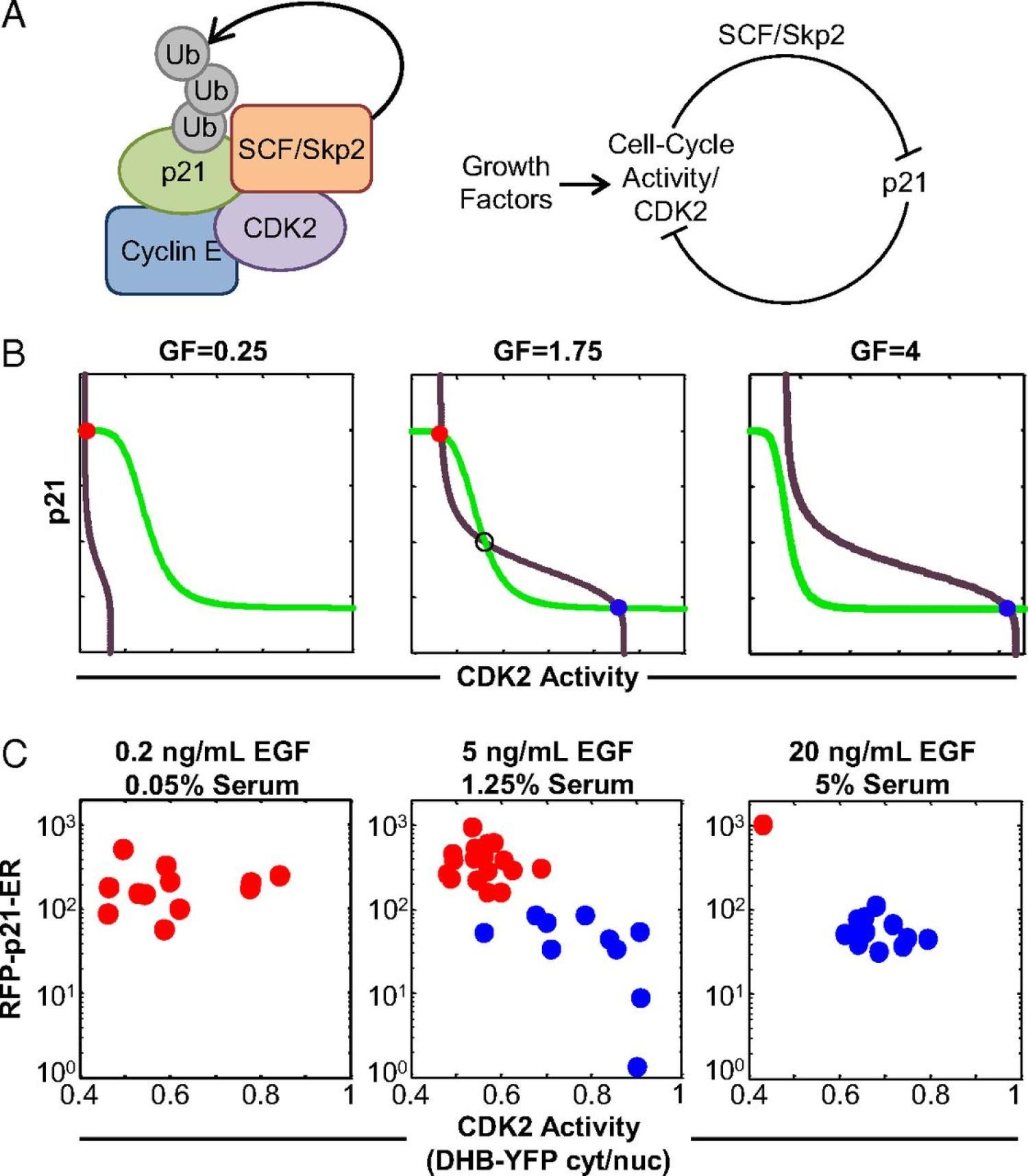Phenotypic heterogeneity, cell biology, cancer, live-cell imaging, flow cytometry, kinetic modeling, quiescence, cell cycling, p21, CDK2, Cyclin-dependent kinase