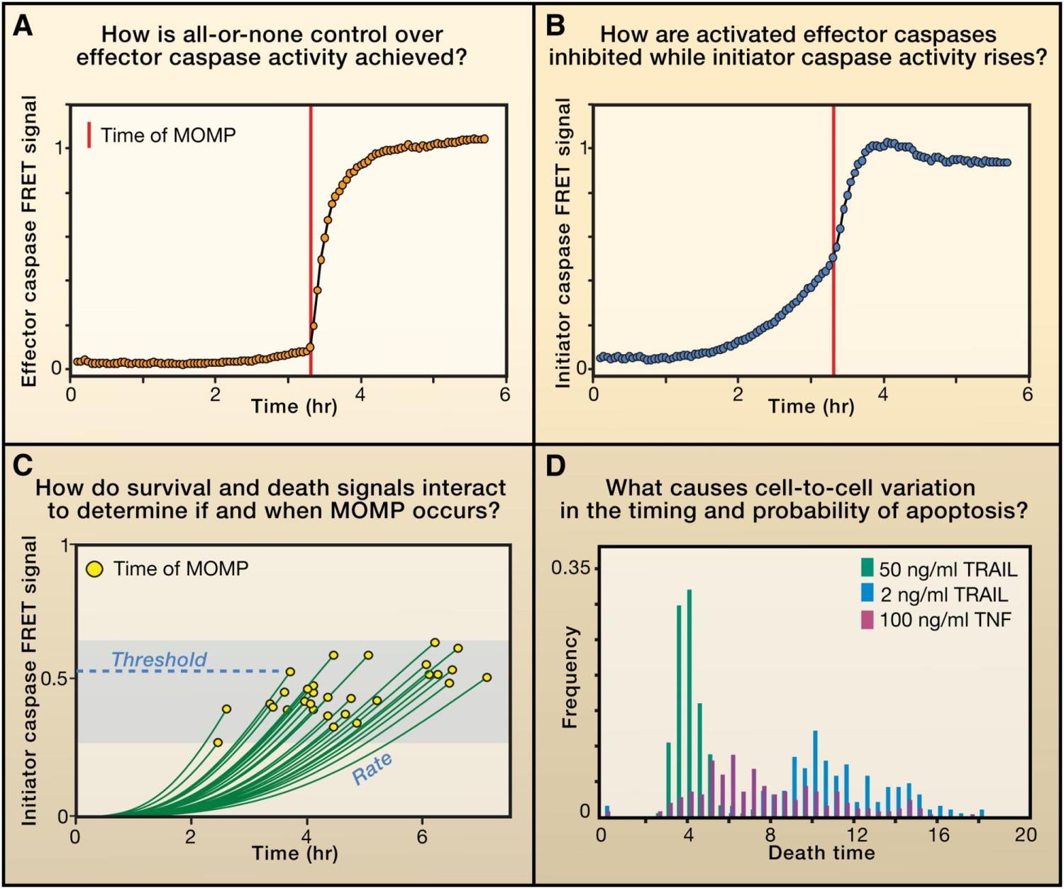 Cell death, apoptosis, caspases, mitochondrial outer membrane, biochemical modeling