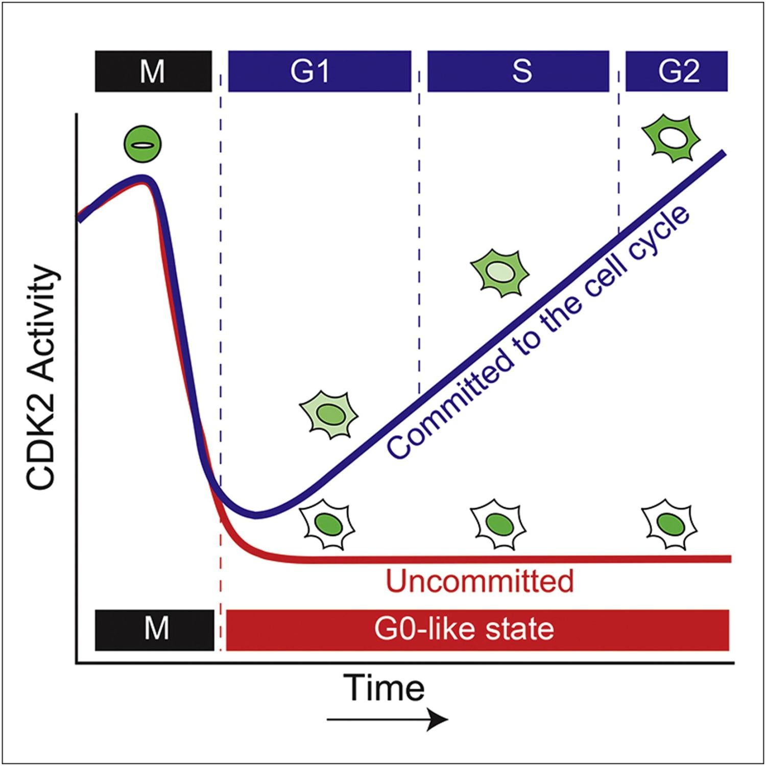 Tissue homeostasis, CDK2 activity, Quiescence, proliferation, cell cycle, cyclin-dependent kinase, live-cell sensor, p21, mitogens