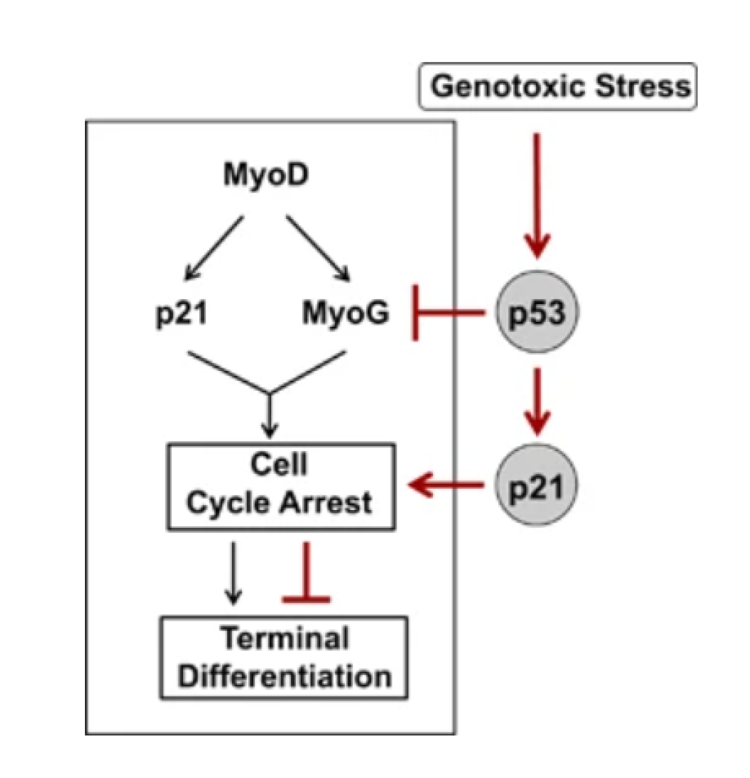 Acute muscle injury, physiological stress, chronic muscle diseases, aging, skeletal muscle function, p53, myogenin