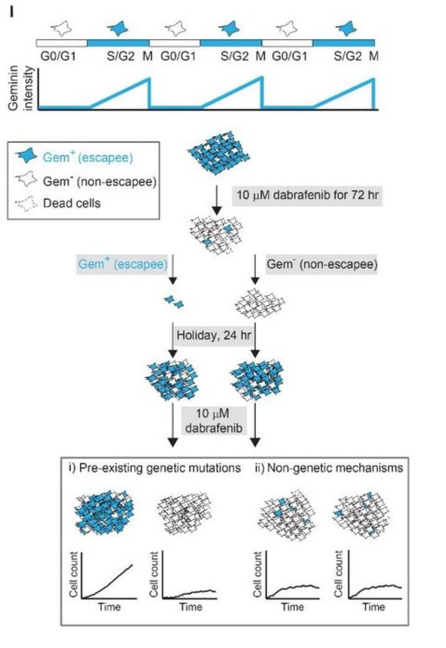 Melanoma, MAPK pathway, DNA damage