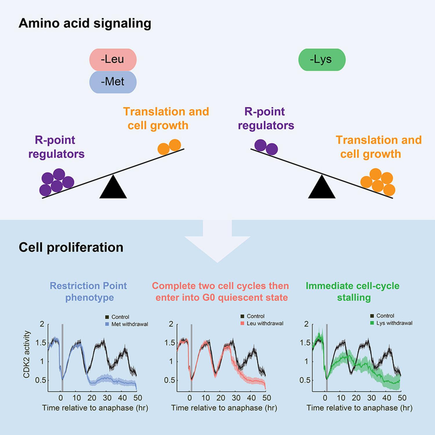 Amino acid signaling