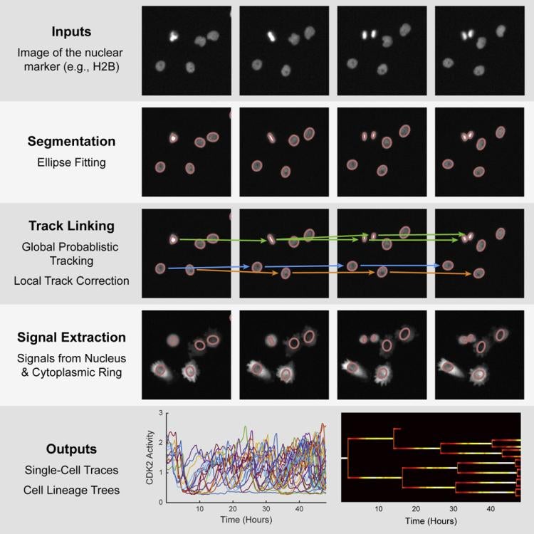 Chengzhe's paper, EllipTrack: A Global-Local Cell-Tracking Pipeline for 2D Fluorescence Time-Lapse Microscopy, was published in Cell Reports. 