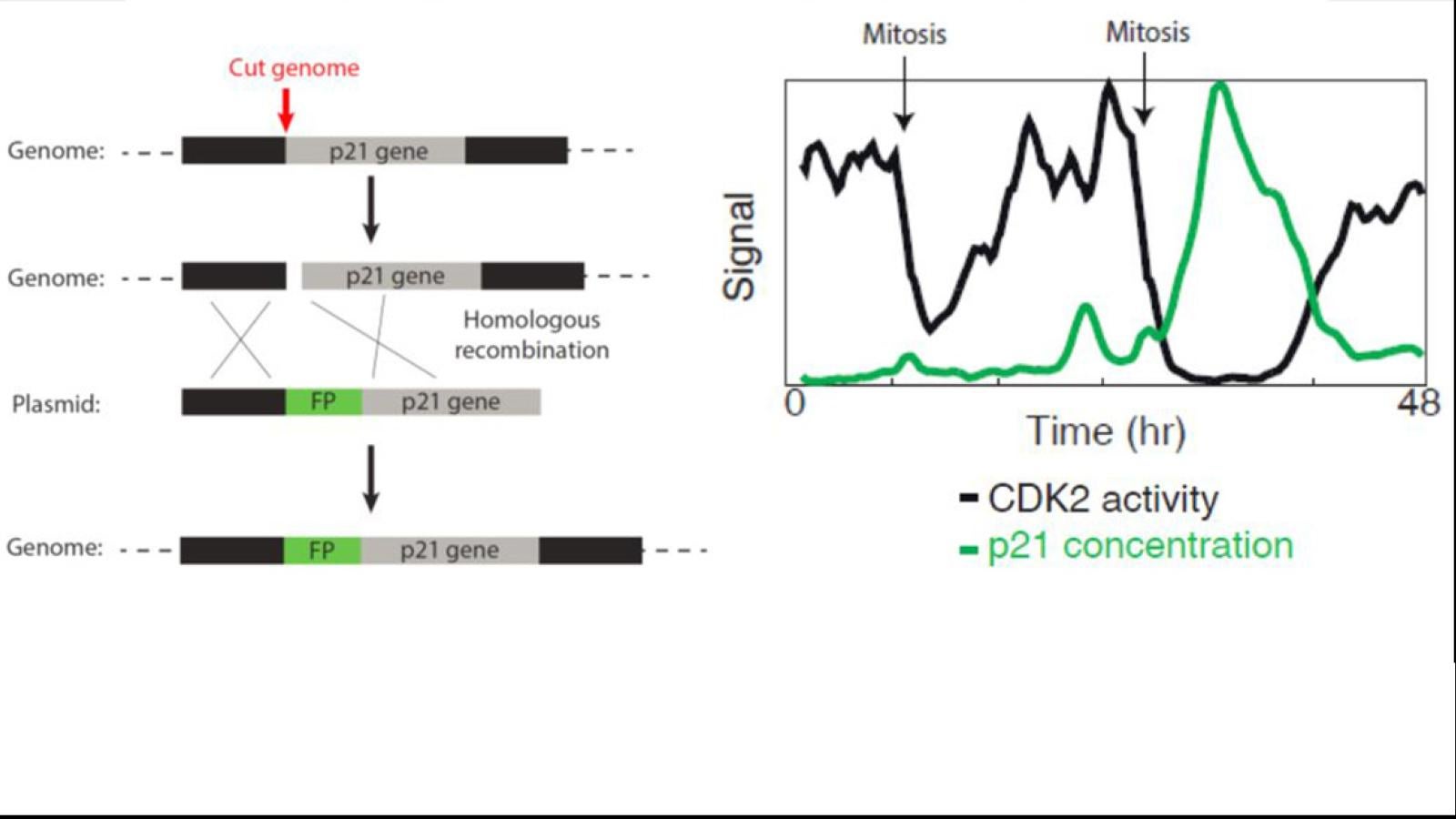 Using an mCitrine-p21 fusion protein in order to monitor p21 levels compared to CDK2 activity in cells in transient quiescence.
