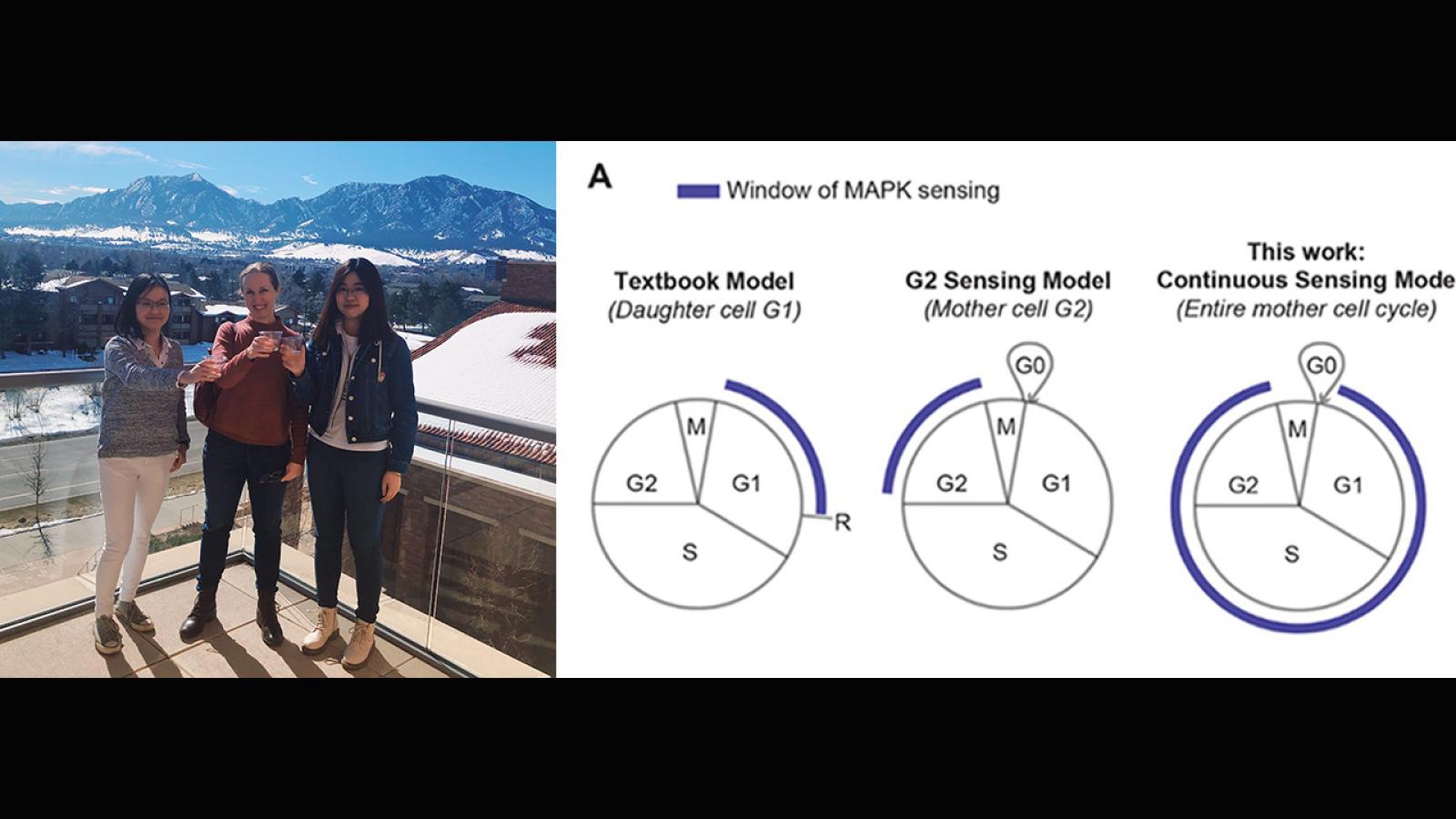 Celebrating the acceptance of Mingwei's paper, "Temporal integration of mitogen history in mother cells controls proliferation of daughter cells," to Science, published April 2.