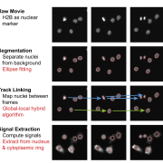 Time-laspe-microscopy, EllipTrack, track-linking algorithm, cell lineages, cell migration