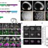 Cell proliferation, quiescence, metazoan development, CDK, cyclin-dependent kinase, Caenorhabditis elegans, zebrafish, live-cell imaging, G1, G0