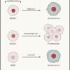Time-lapse imaging, p21, cancer cells, senescence, cell-cycle re-entry, drug treatment