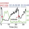Slow-cycling, cancer, drug resistance, p53, integrated stress response