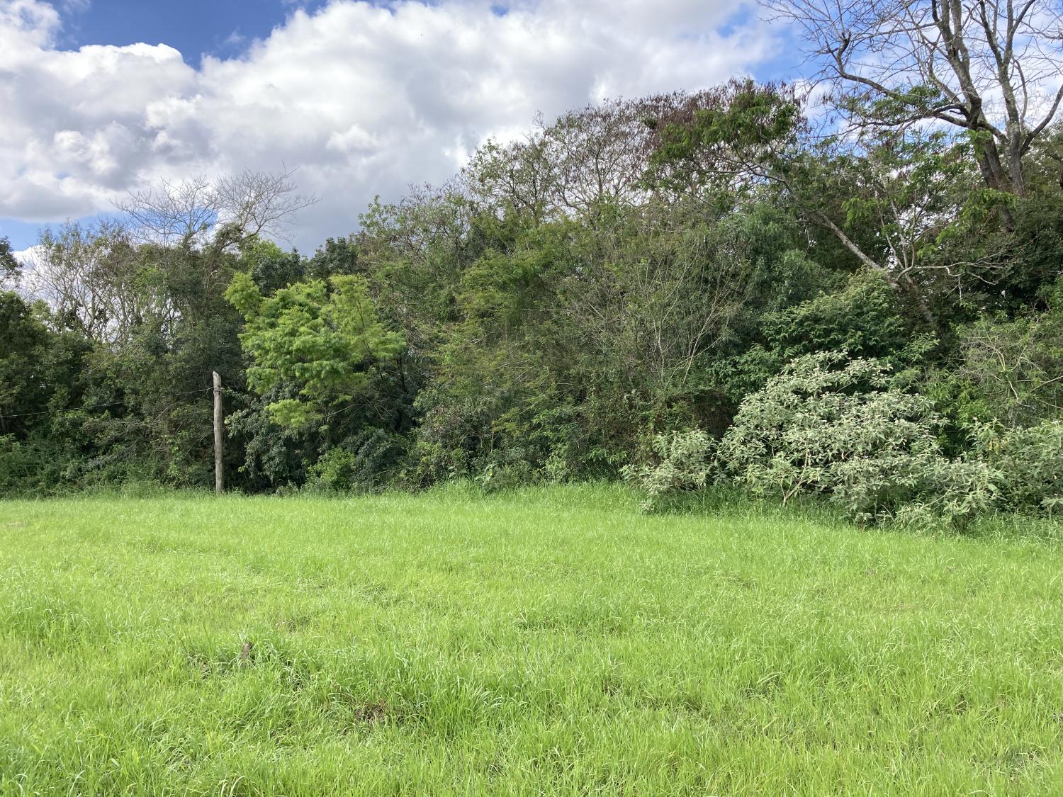 Habitat photo from Rio Grande do Sul