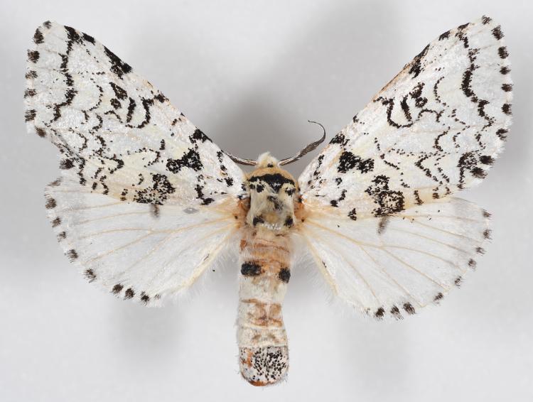 Afrocerura moth