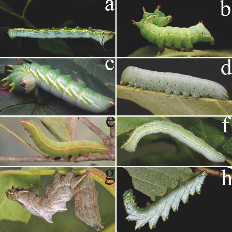 caterpillars belonging to the subfamily Notodontinae