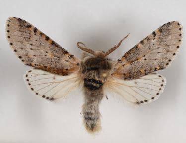 Furcula moth