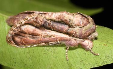 Skaphita moth
