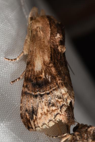 Photo of a Xylodonta ochreibasis moth