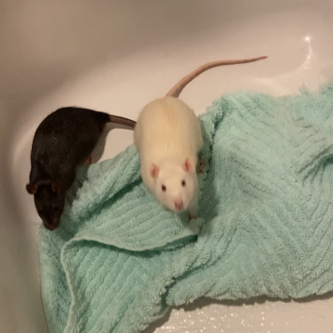 roach and wesley (rats)