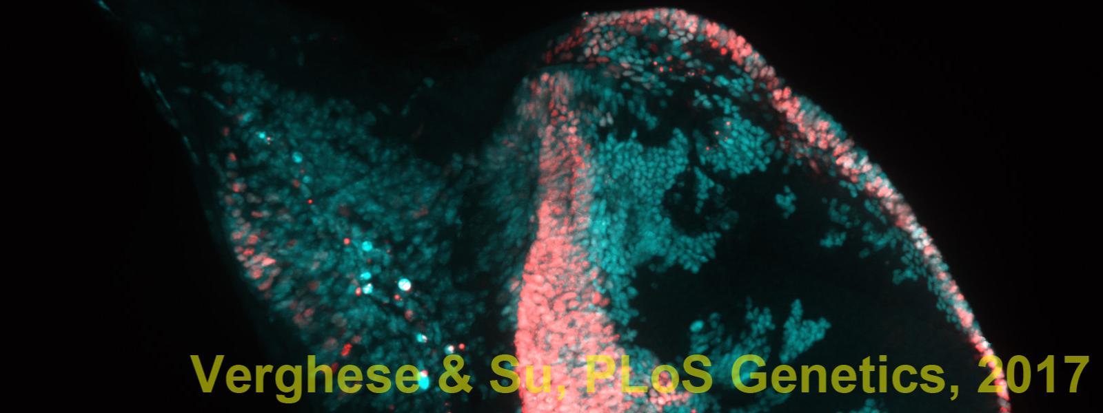 Fly embryo image.