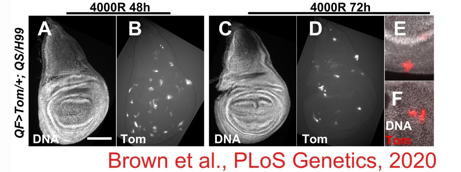 Brown et al., 2020