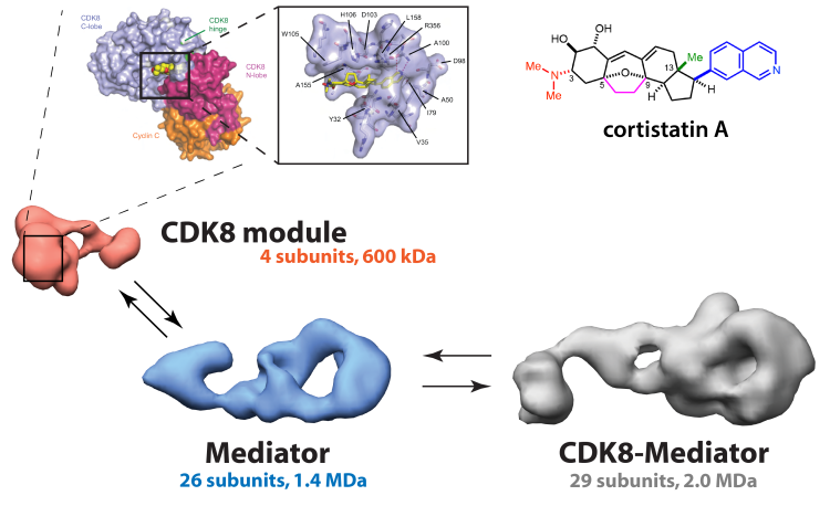 Mediator kinases and CDK8-Mediator, Taatjes Lab