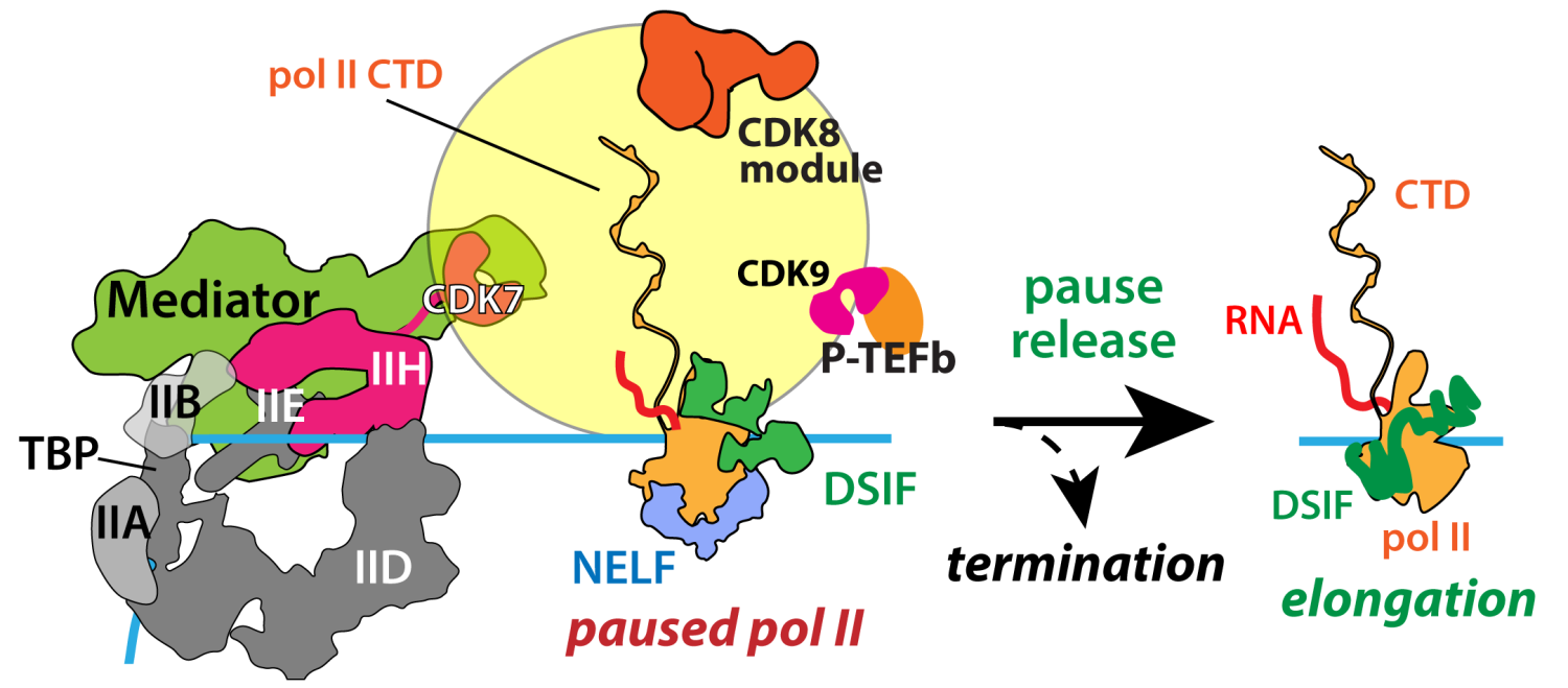 PausePIC scheme