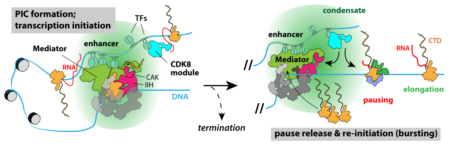 Mediator Kinase Module scheme_enhancer
