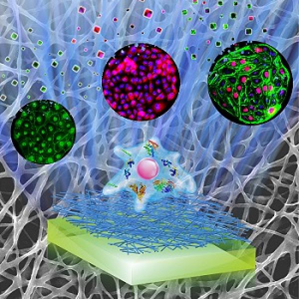 NanoBiomaterials For Vascular Tissue