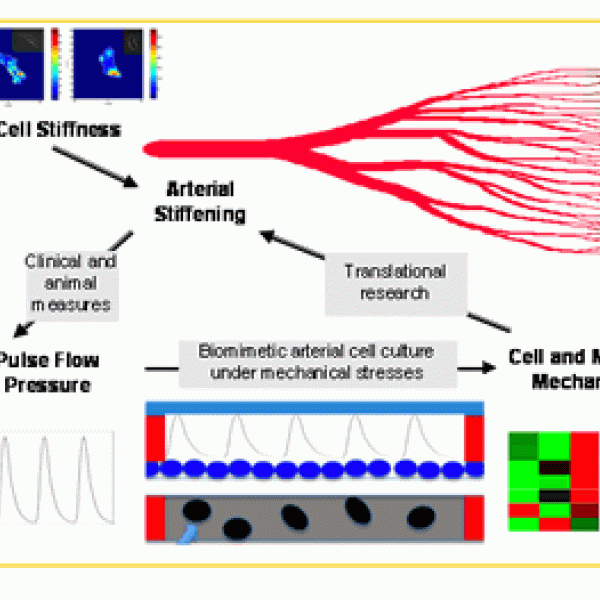 Vascular Mechanobiology