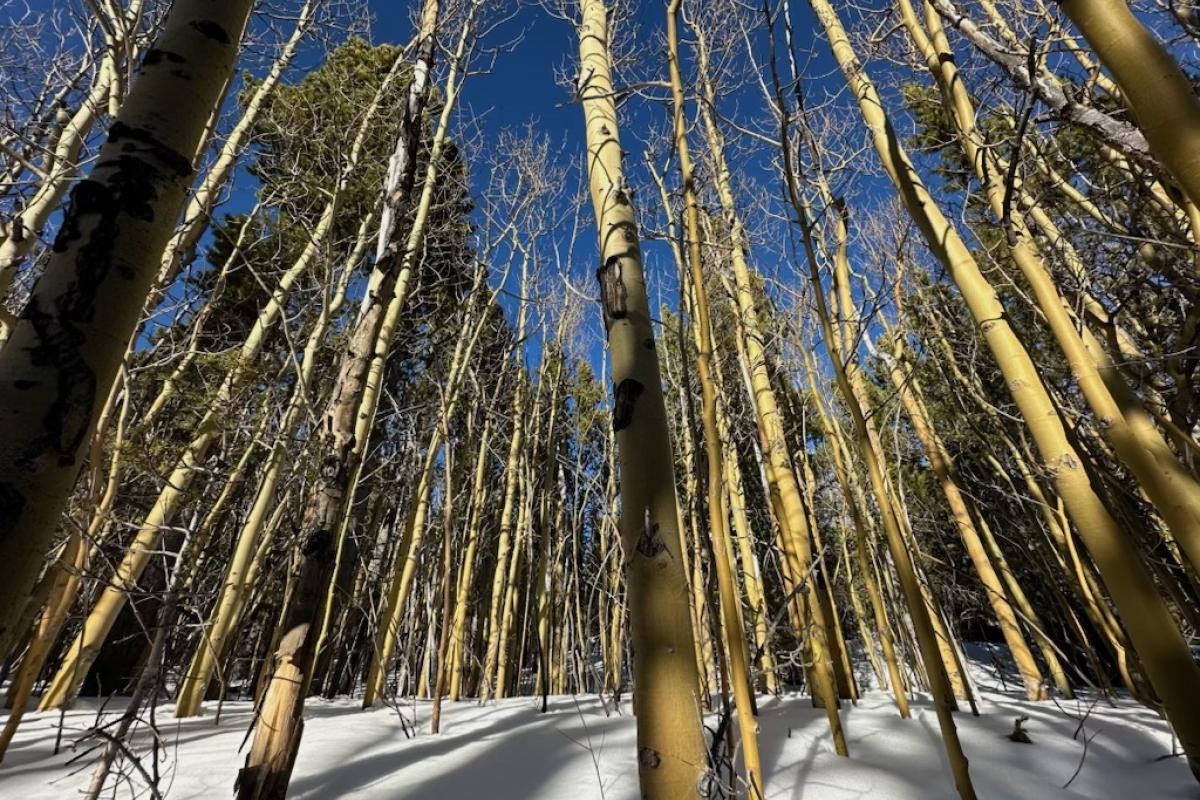 Aspens