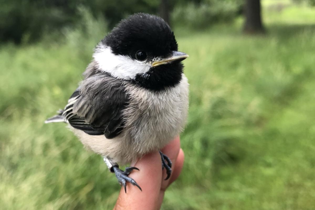 Chickadee nestling