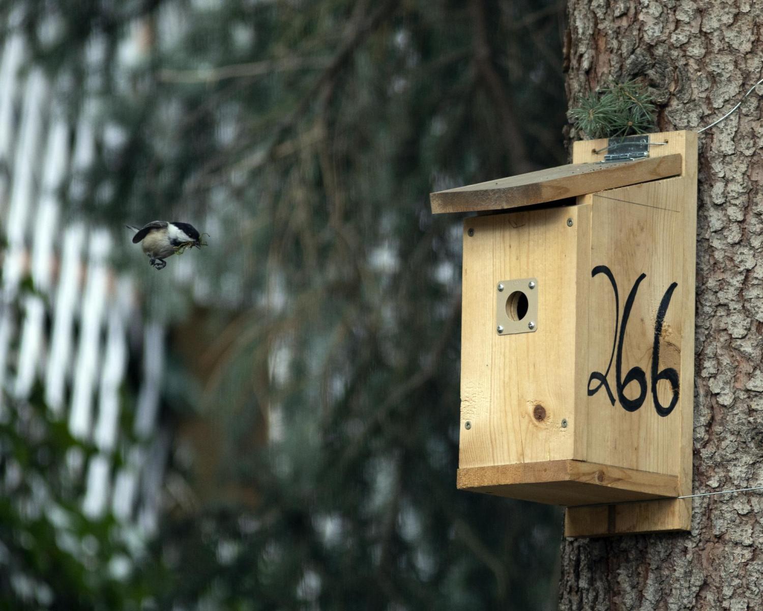 BCCH at nestbox