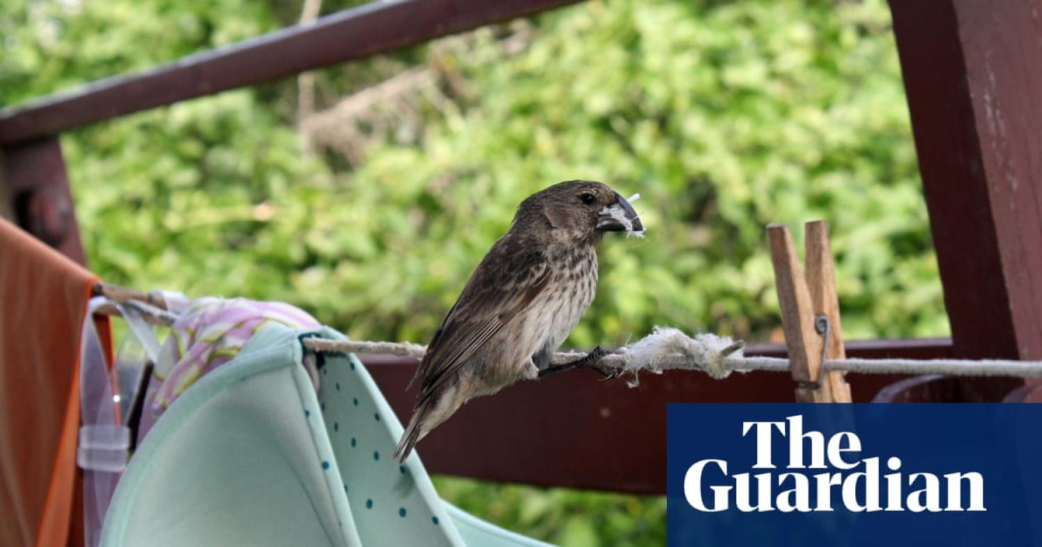 Darwin's_finch