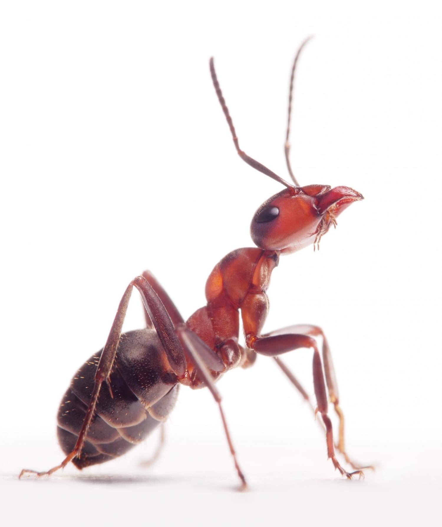 Formica