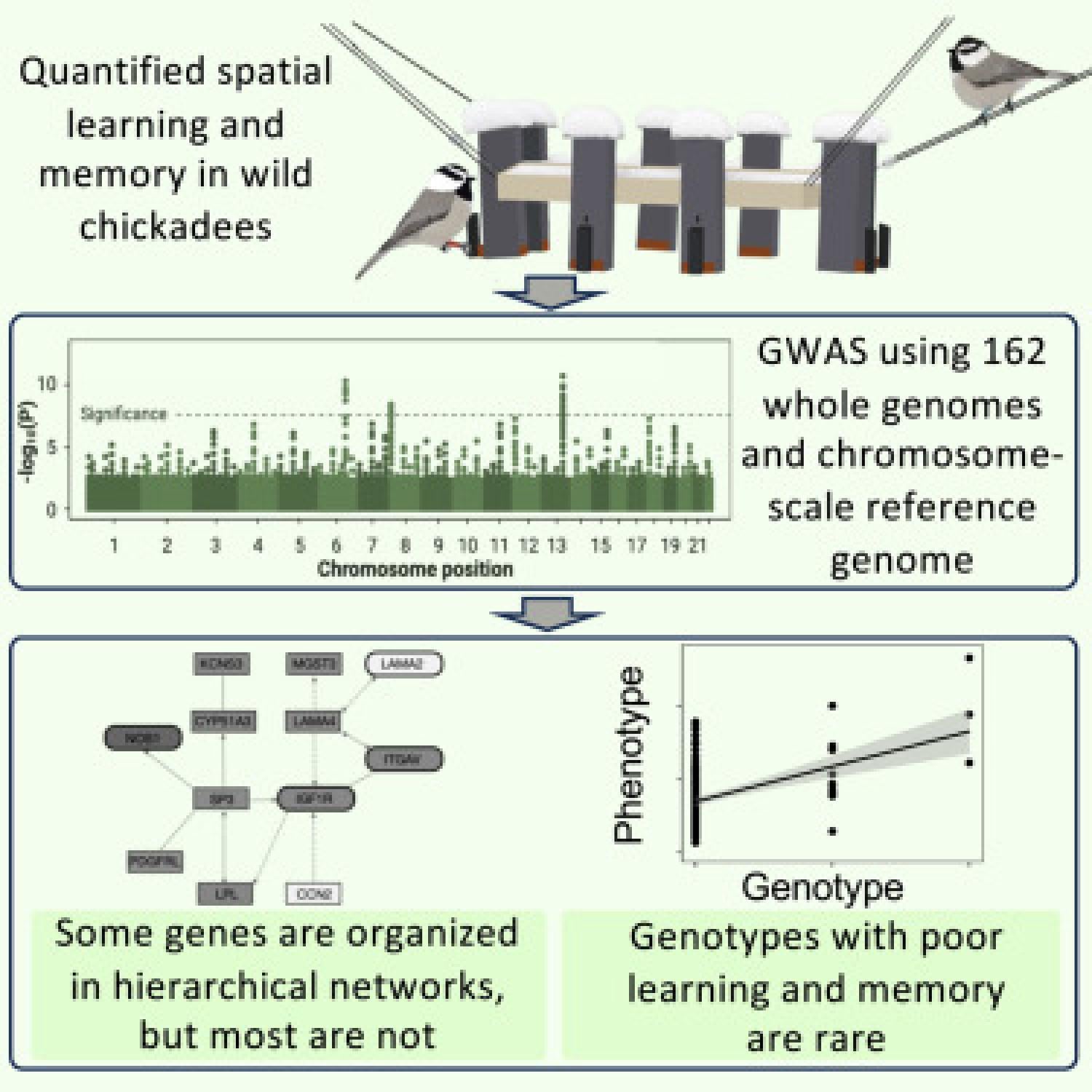 graphical abstract