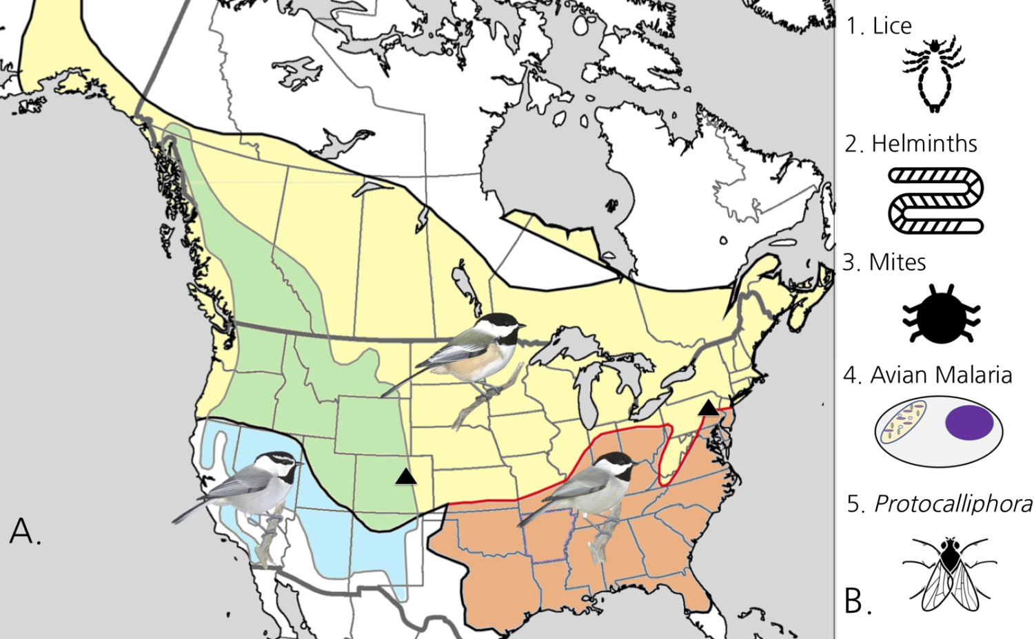 Chickadee distribution; parasites graphic