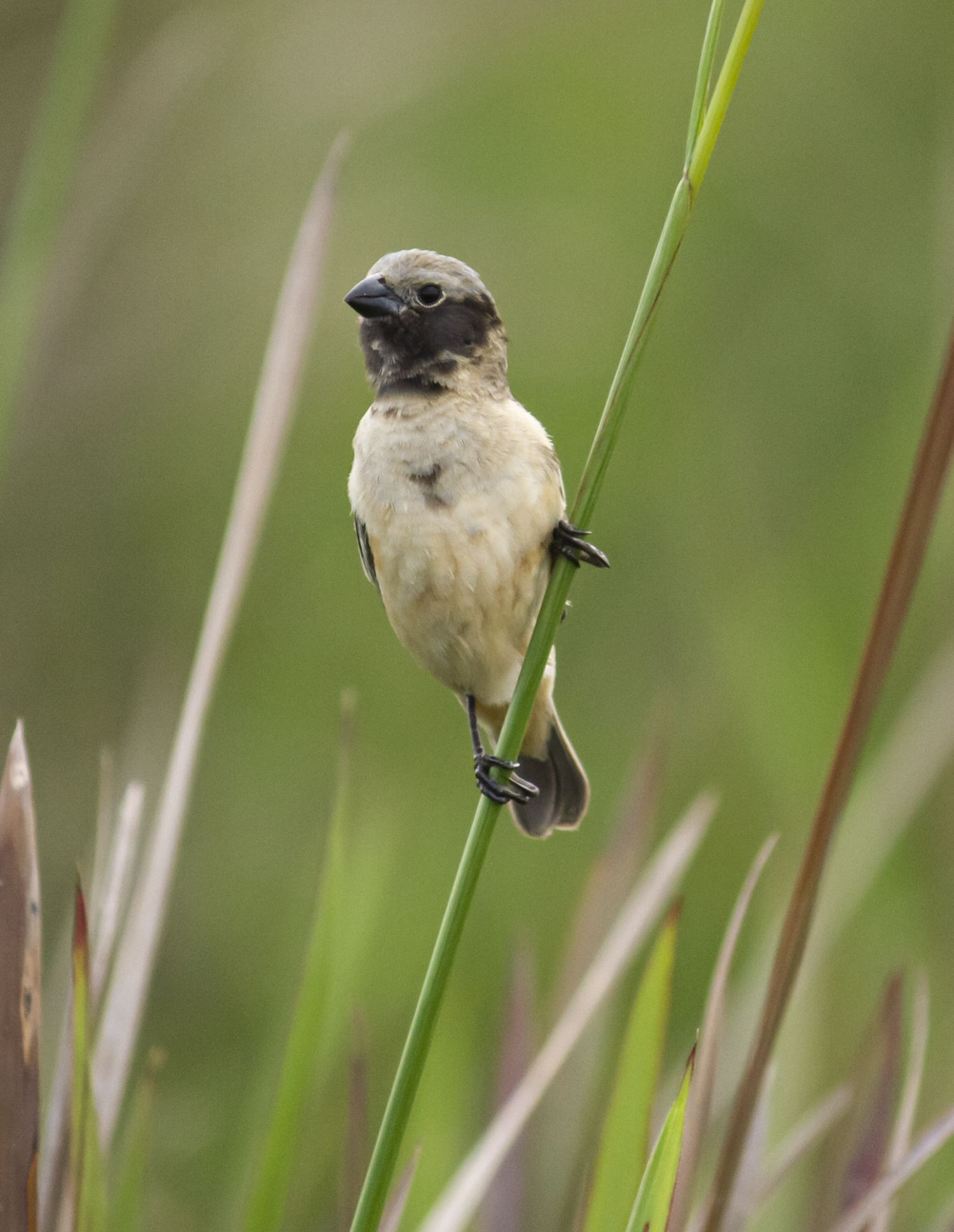 Ibera seedeater