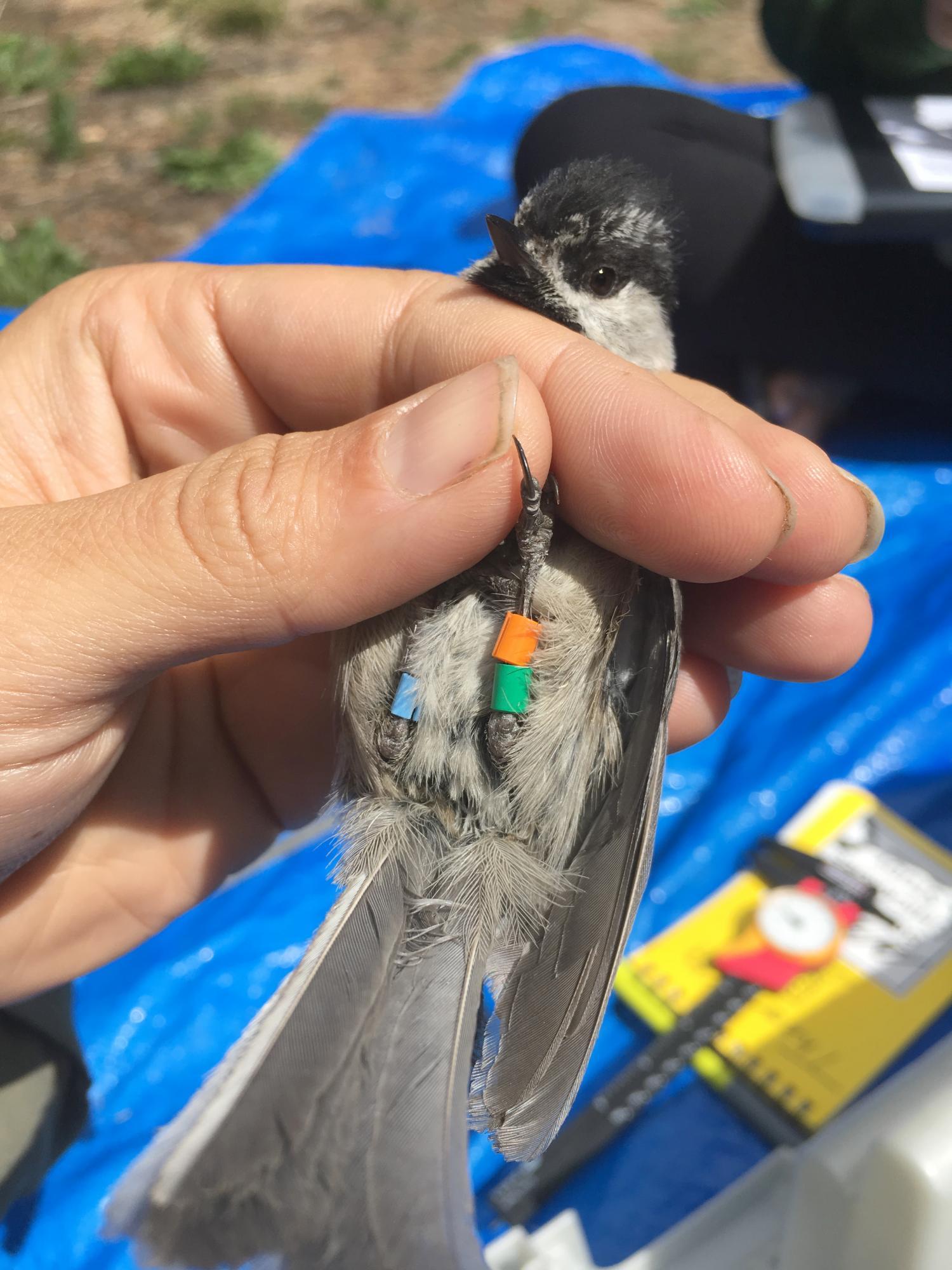 Chickadee