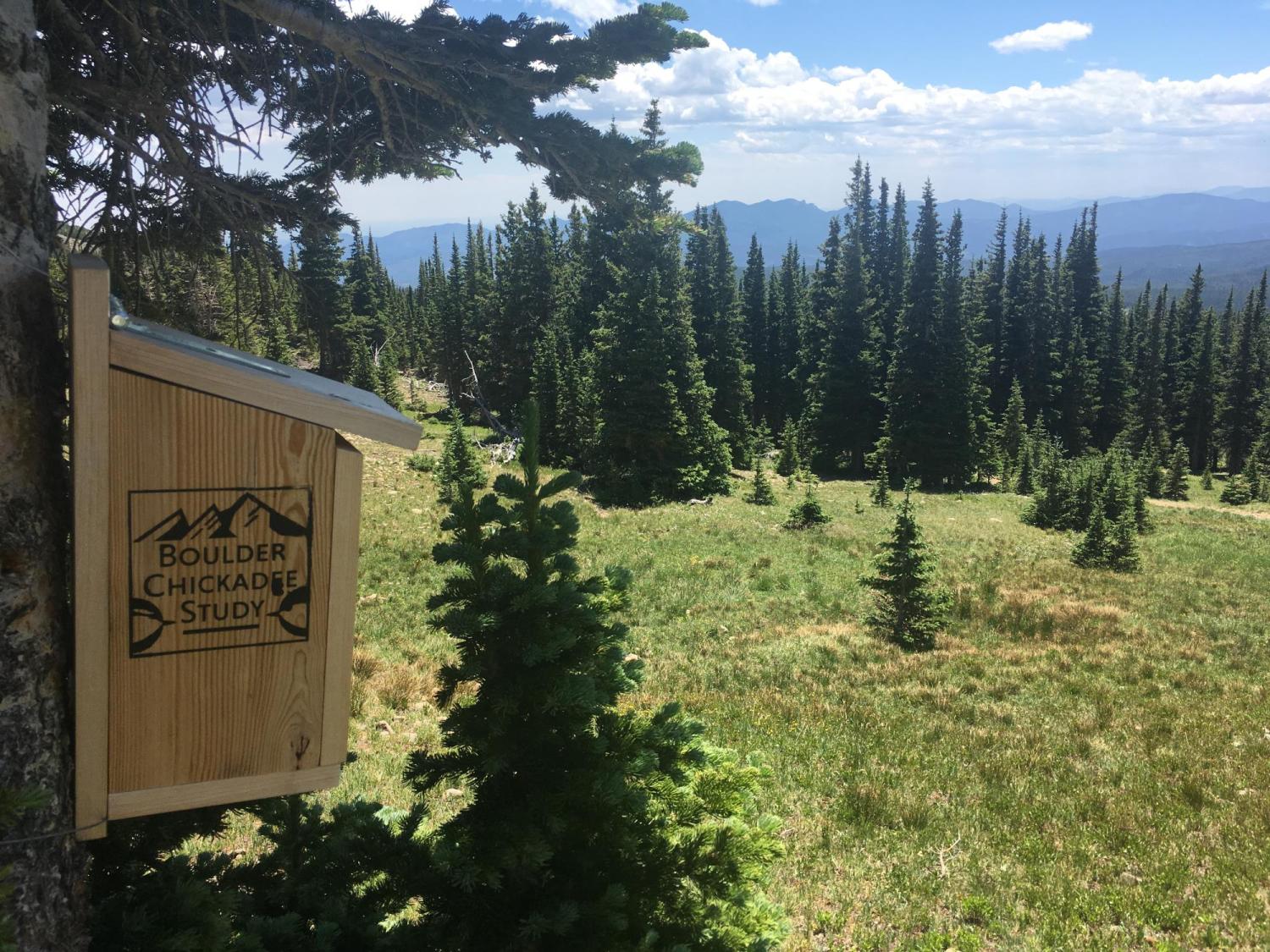 chickadee box