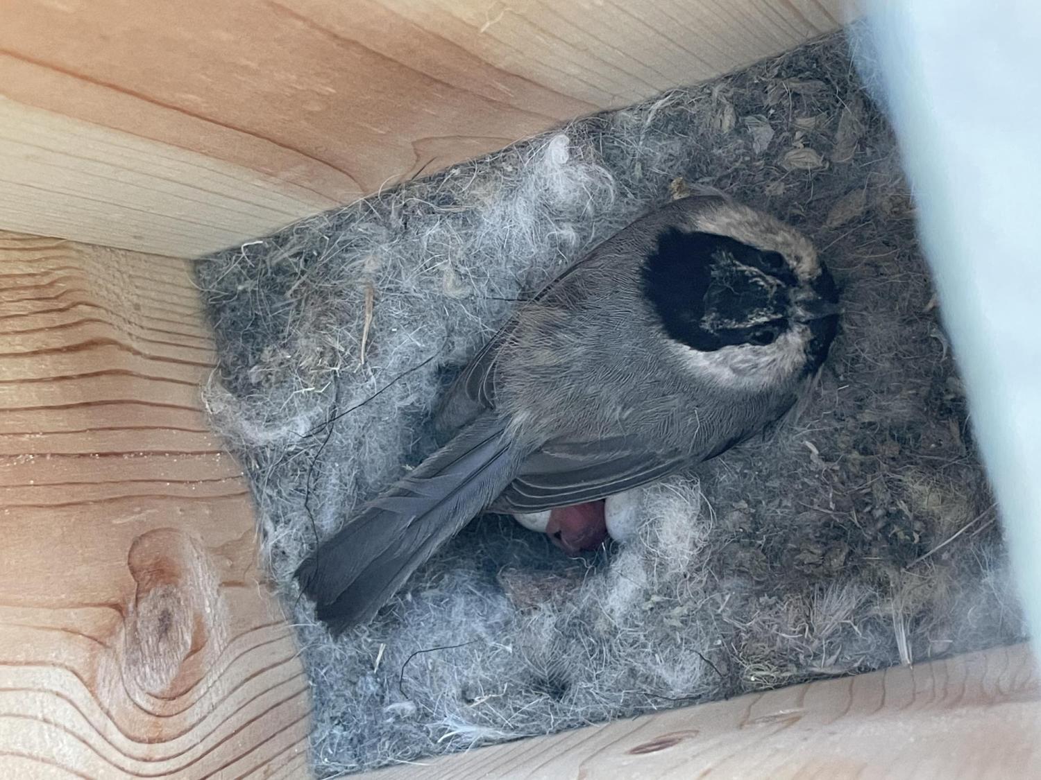 mountain chickadee on a nest