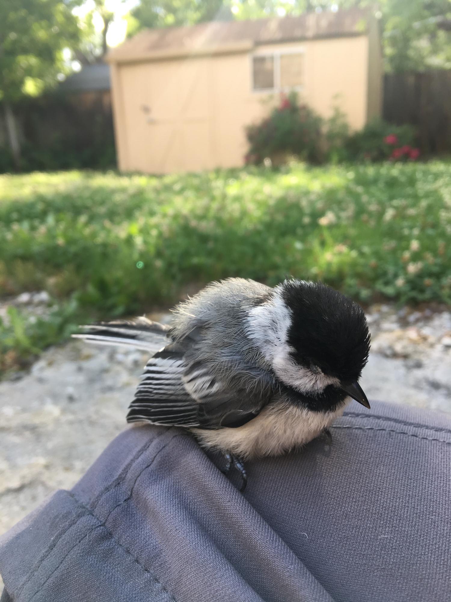Chickadee on knee