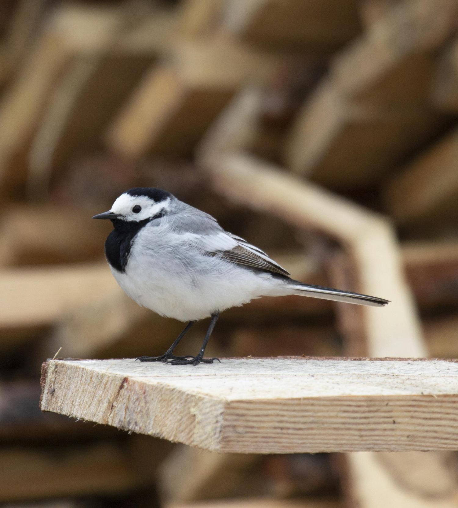 Motacilla alba