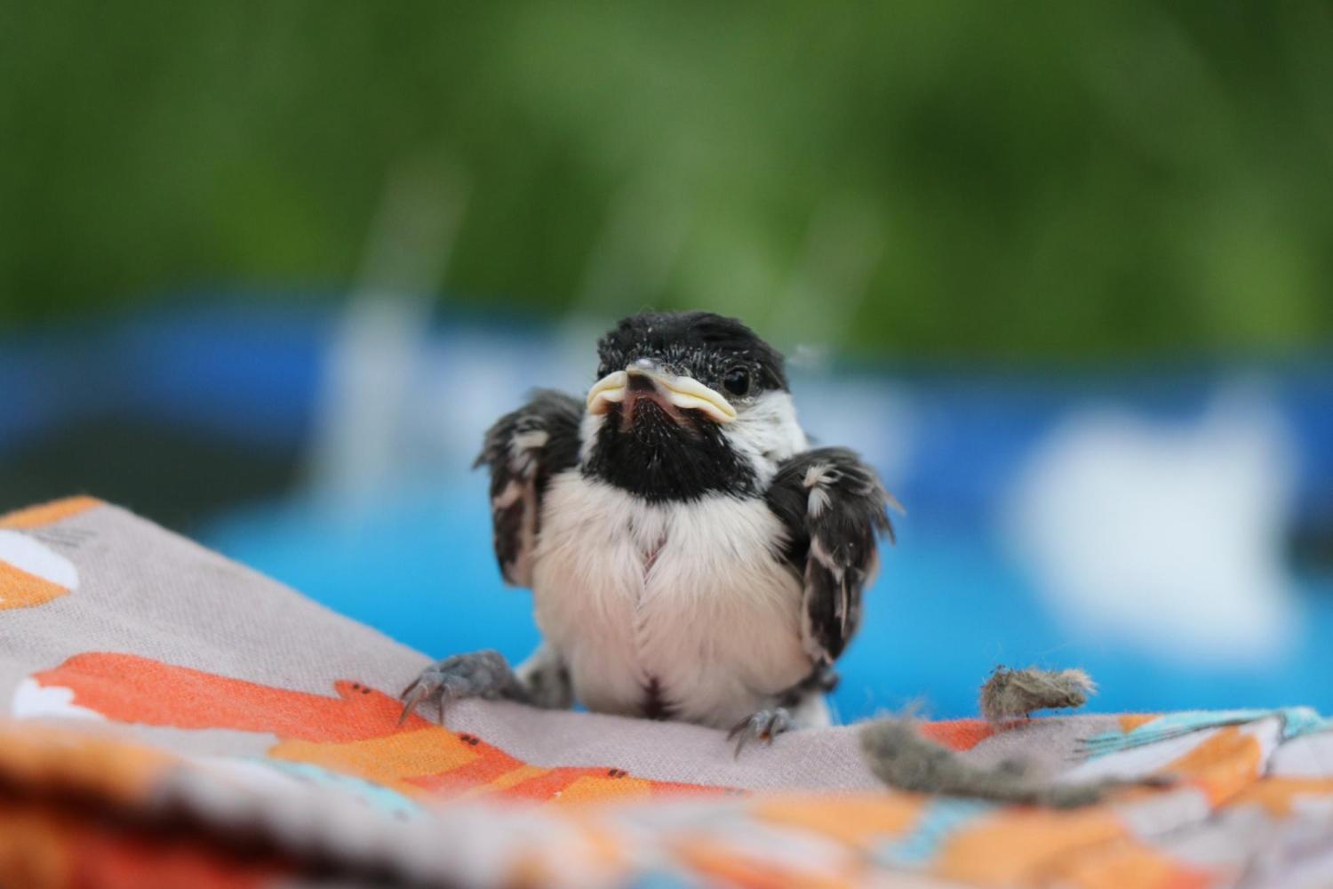 chickadee chick