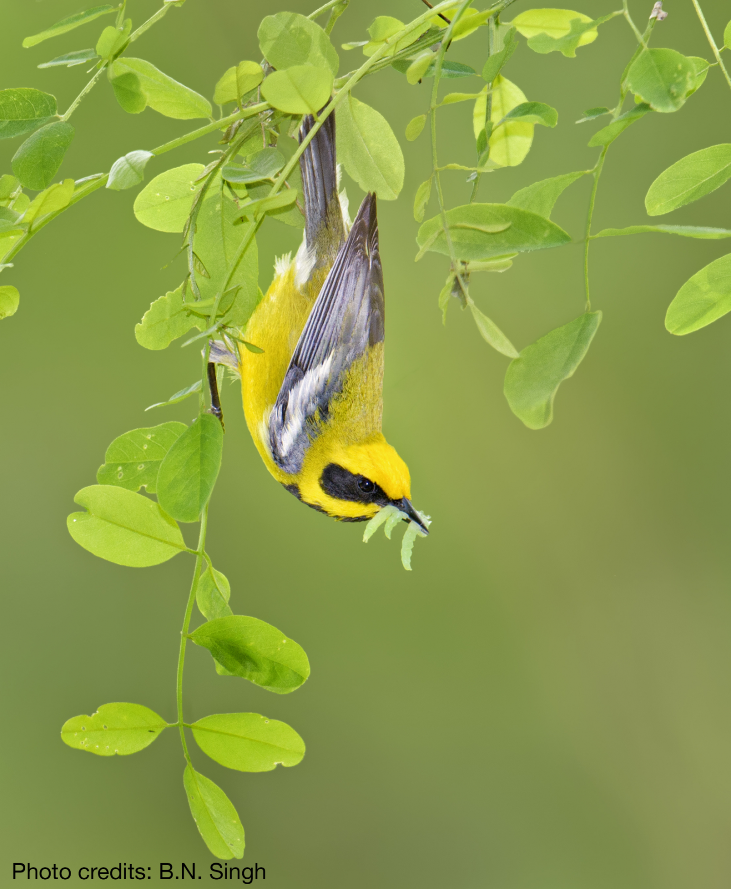 Lawrence's_warbler