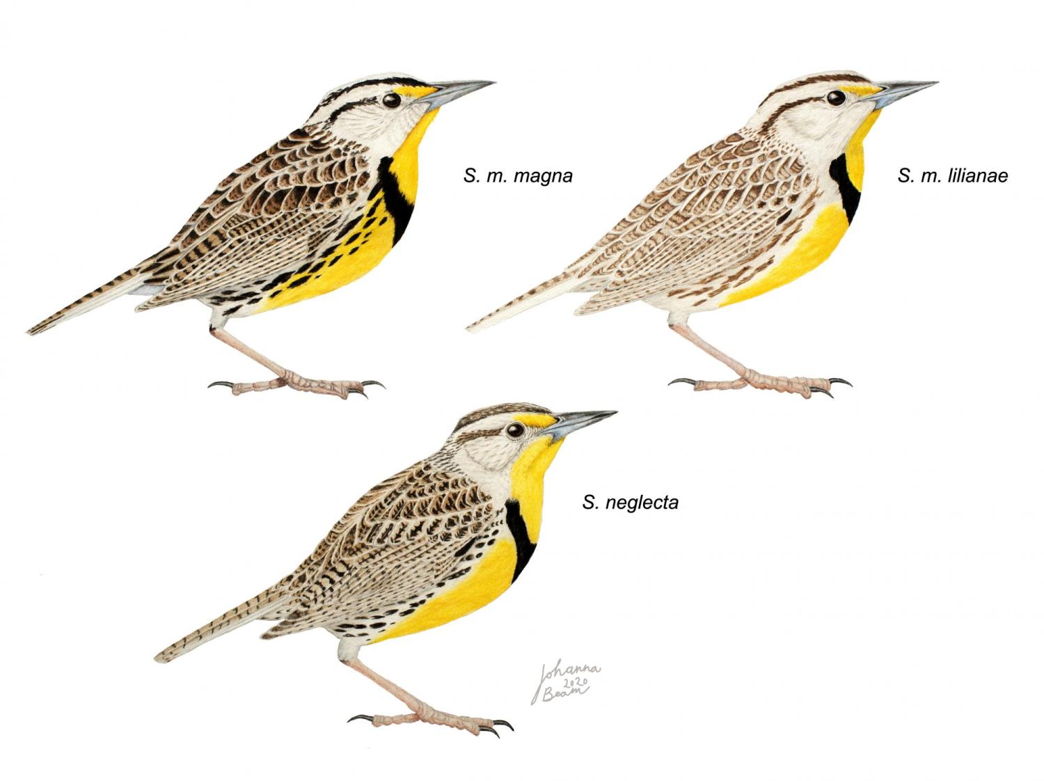 meadowlarks_illustration
