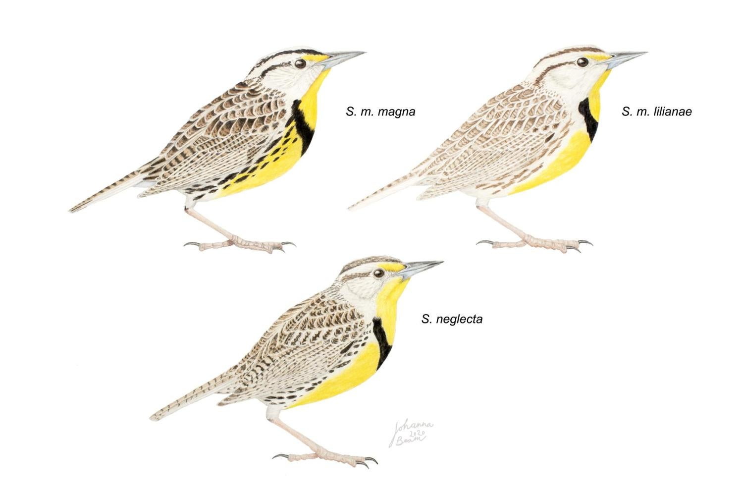 Meadowlarks by Johanna Beam